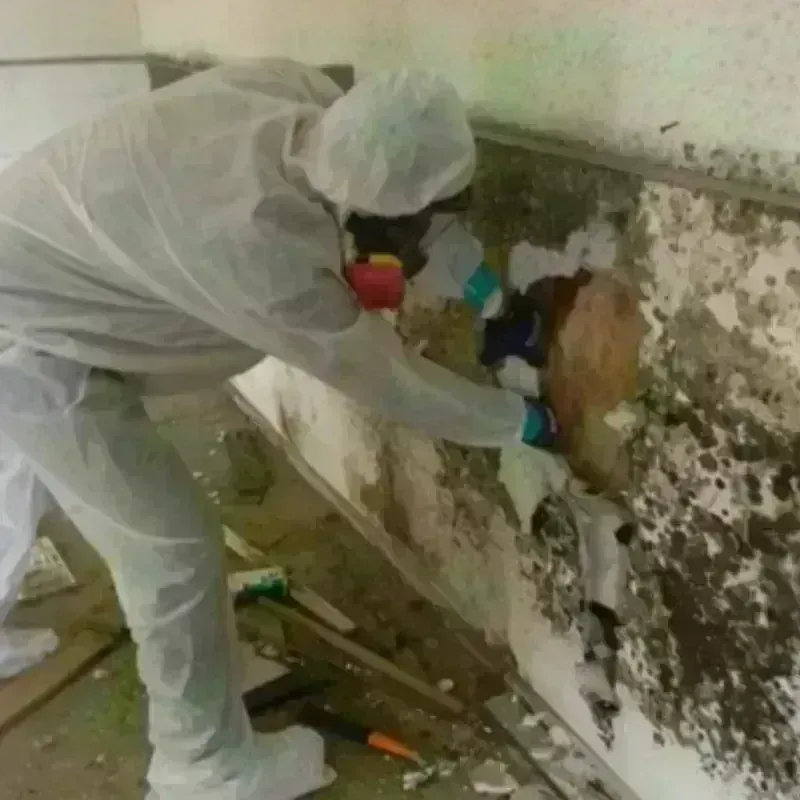 Mold Remediation and Removal in West Reading, PA